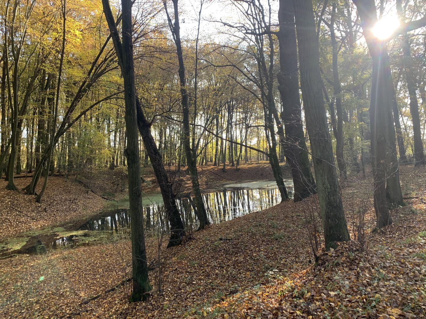 Wrocław. Pogoda. 21 listopada - mrozy dotarły. W niedzielę i poniedziałek deszcz