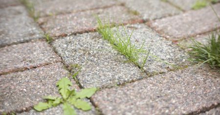 Wylej na zarośniętą kostkę. "Wypali" chwasty do korzeni
