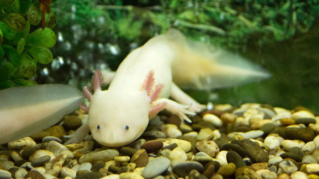 Aksolotl to płaz, który coraz chętniej kupujemy do domowego akwarium