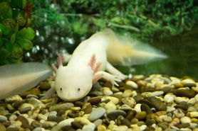 Aksolotl. Jak wygląda, czym się żywi i ile lat żyje?