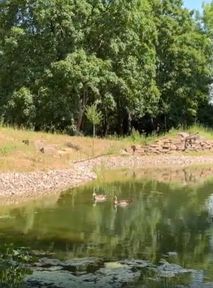 A cemetery teeming with life. A green oasis for local species