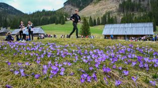 Kościelisko: Krokusowy alarm na Podhalu. Służby szykują się na oblężenie, grodzą polany z kwiatami
