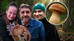 "Amerykanin" opanował polskie lasy. Jest smaczny, ale eksperci ostrzegają