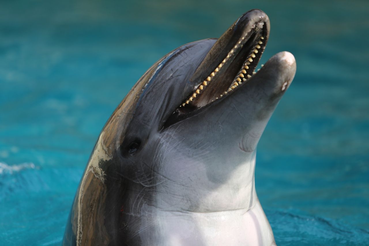 Whisker-borne dolphins possess an unusual ability