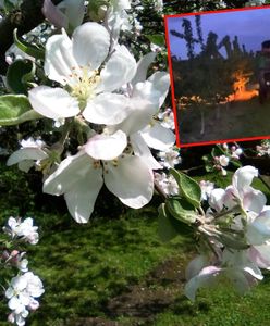 Przymrozki demolują polskie sady. Najgorzej w dwóch regionach