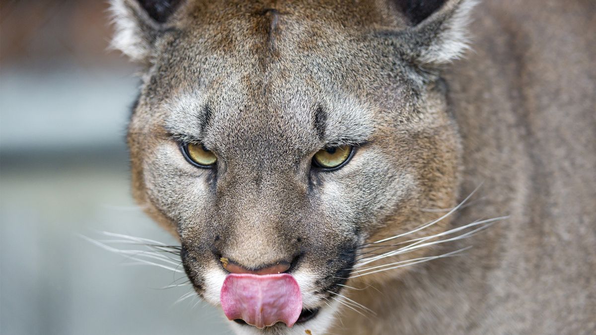 Dzika puma zaatakowała 5-latka