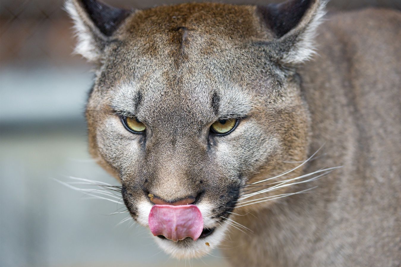 Puma zaatakowała 5-letnie dziecko. Niesamowite, co zrobiła matka