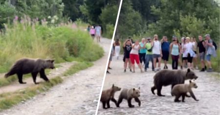 Niedźwiedzica z młodymi, a wokół nich turyści. Pokazali nagranie