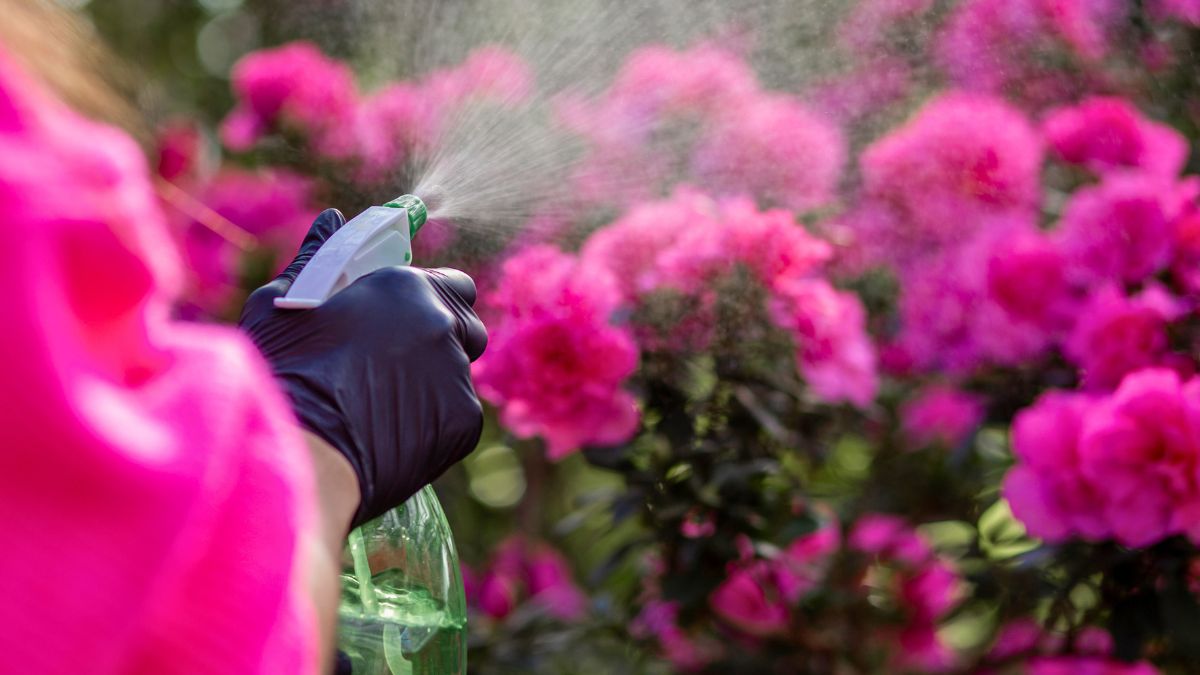 Teraz wiem, czym i kiedy pryskać azalie 