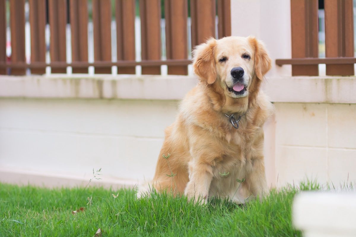 Pies siedzący przy ogrodzeniu stał się gwiazdą TikToka.