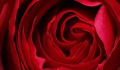 Kobiety Kobietom na Dzień Kobiet. O inspiracjach i solidarności