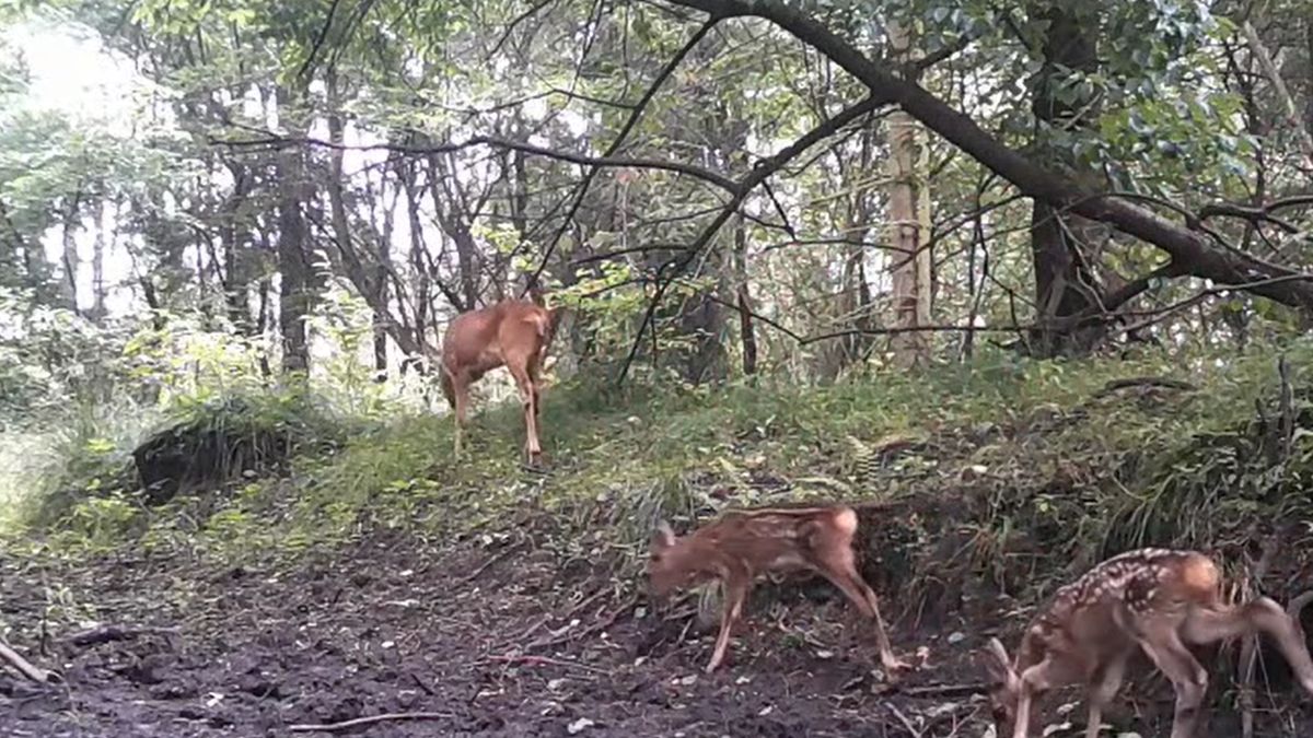 Sarna z dwoma koźlętami zaprezentowała się leśnikom przed obiektywem
