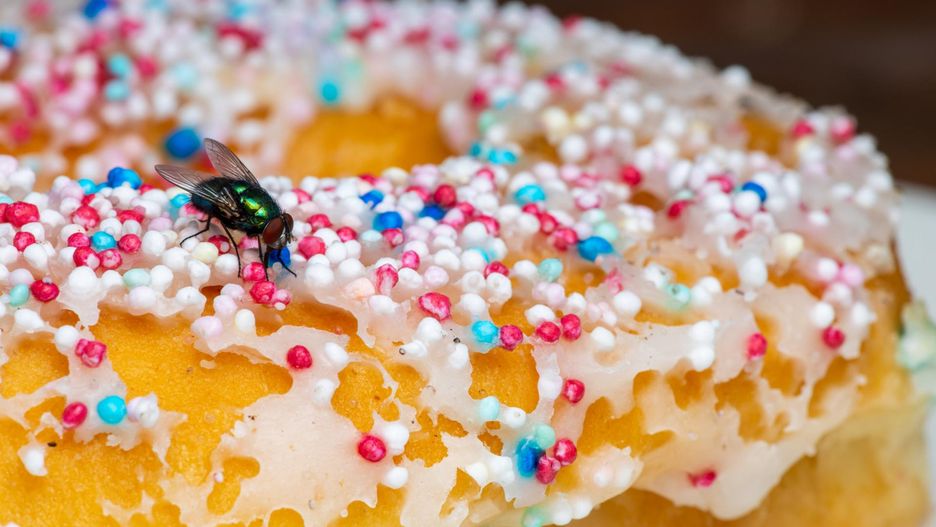 Muchy w domu – są uciążliwe i mogą przenosić groźne choroby. Jak się pozbyć much?