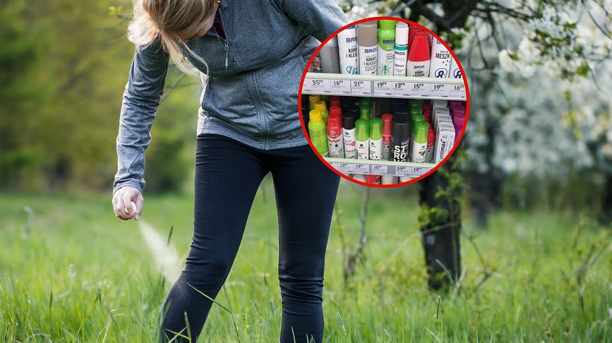 Które preparaty mają najwyższą skuteczność w walce z kleszczami? Ekspertka wyjaśnia, na co zwracać uwagę