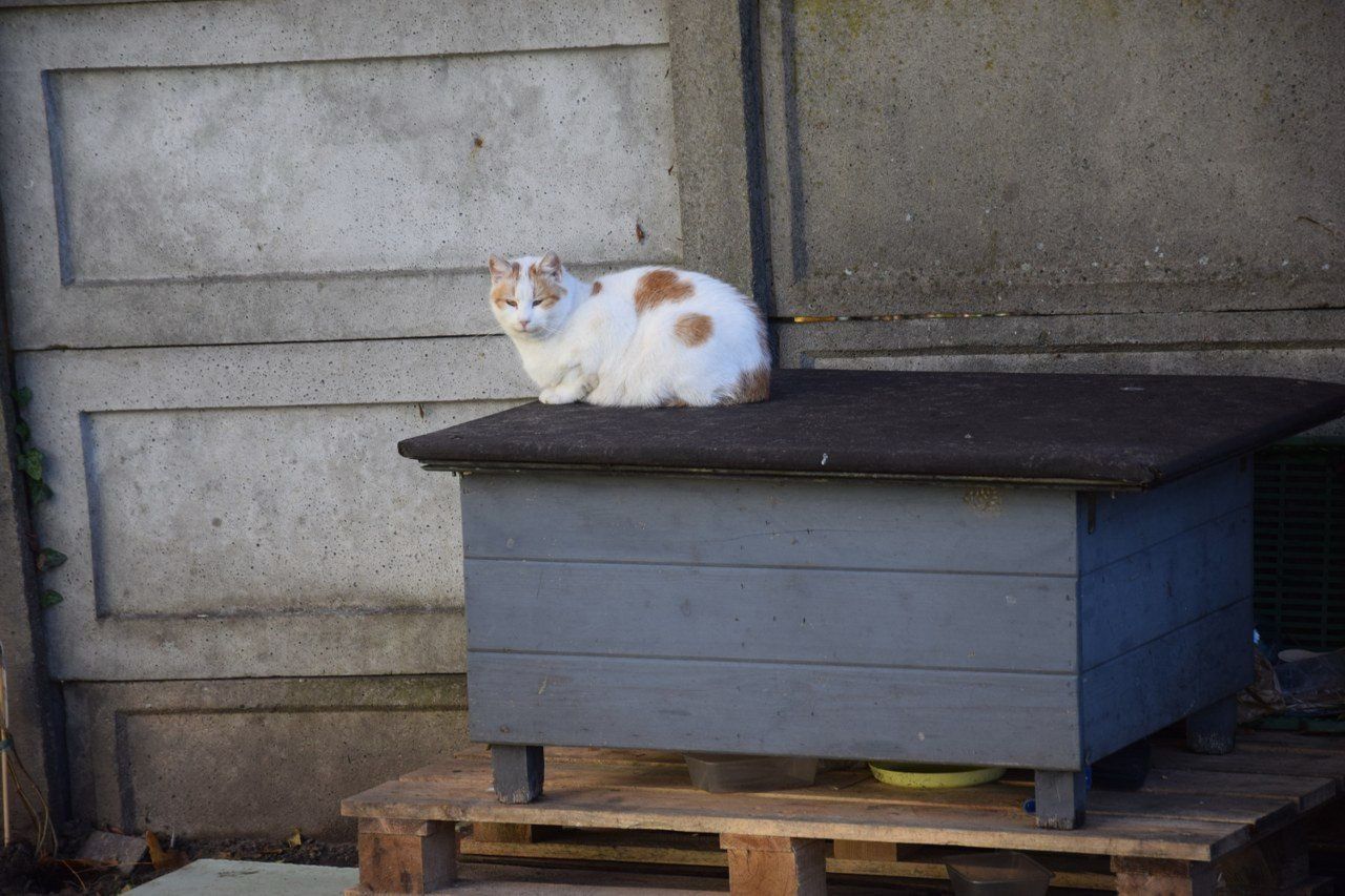 Kocie domki w Zduńskiej Woli. Czy są potrzebne?