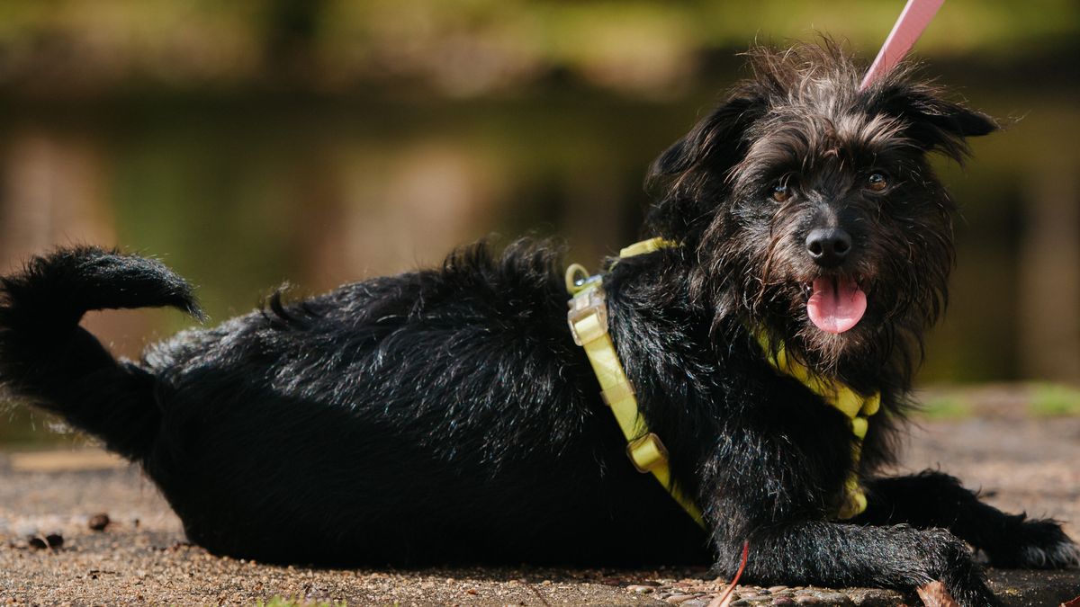 Affenpinscher, w Polsce znany też jako pinczer małpi.