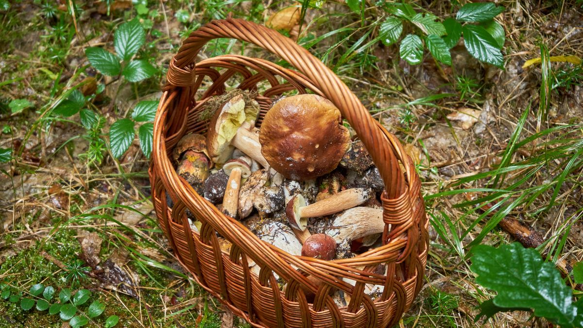 Sezon na grzyby w pełni