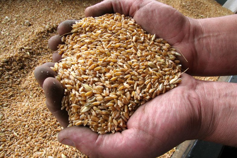 Rządowa agencja rozpoczęła skup pszenicy od polskich producentów