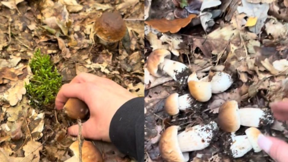 Pokazała film z grzybobrania. W komentarzach zawrzało