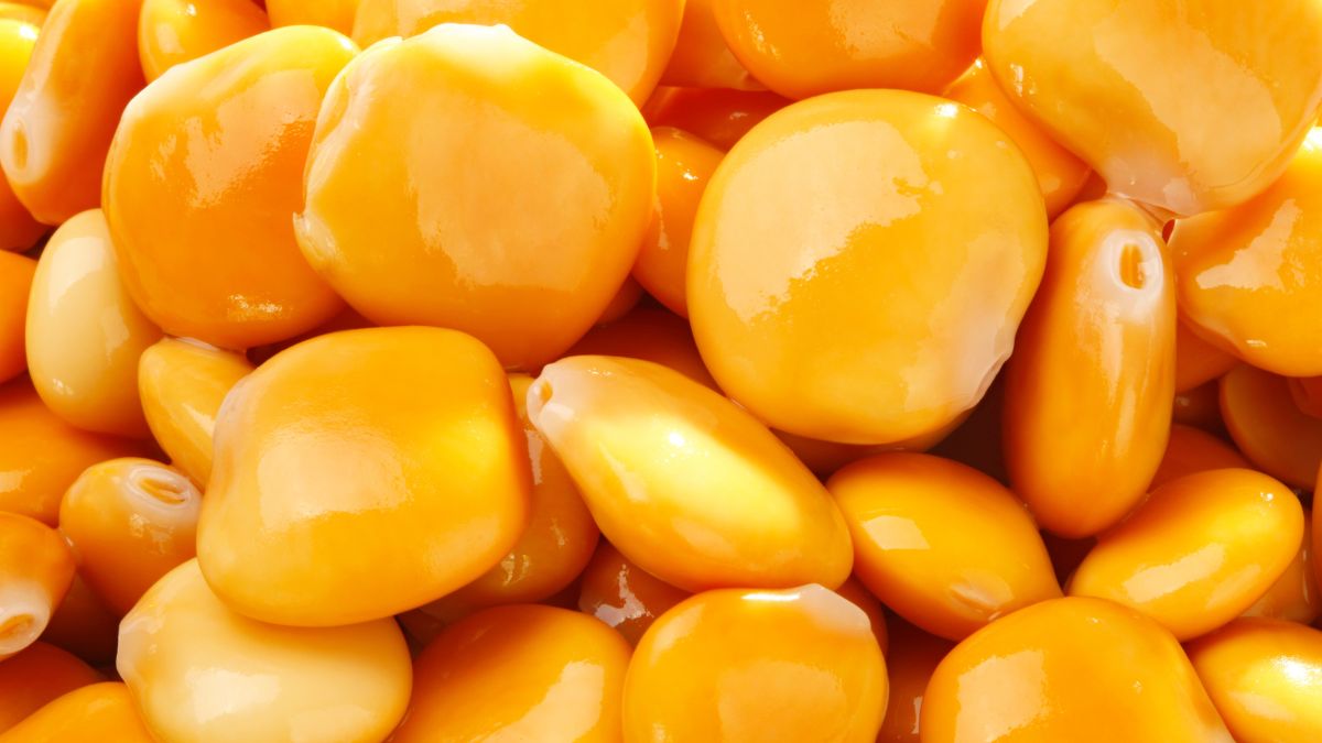 Nasiona łubinu słodkiego