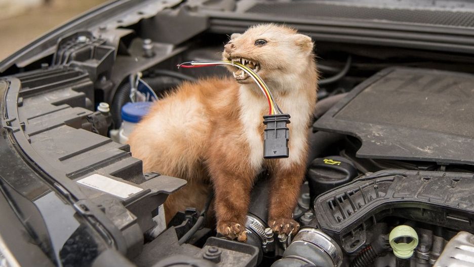 Jak odstraszyć kuny?