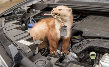 Włóż pod maskę auta. Kuny więcej się nie zbliżą