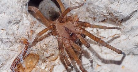 Niebezpieczne ukąszenia na Balearach. "Mogą zdarzyć się wszędzie"