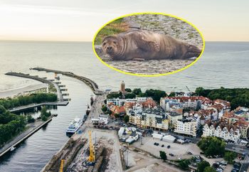 Nietypowy widok w Kołobrzegu. "Teren został tymczasowo odgrodzony taśmą"