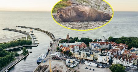 Nietypowy widok w Kołobrzegu. "Teren został tymczasowo odgrodzony taśmą"