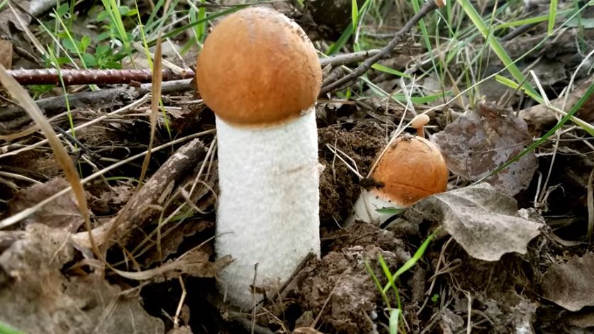 Grzyby Koźlaki. Fot. YouTube/Mixed Dimension