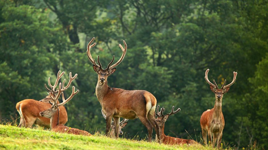 Rutana
jelenie, zwierzak, dzika natura, parostków, charakter, ssak, dzika, bory, gras, bucks, park, klakson, braun