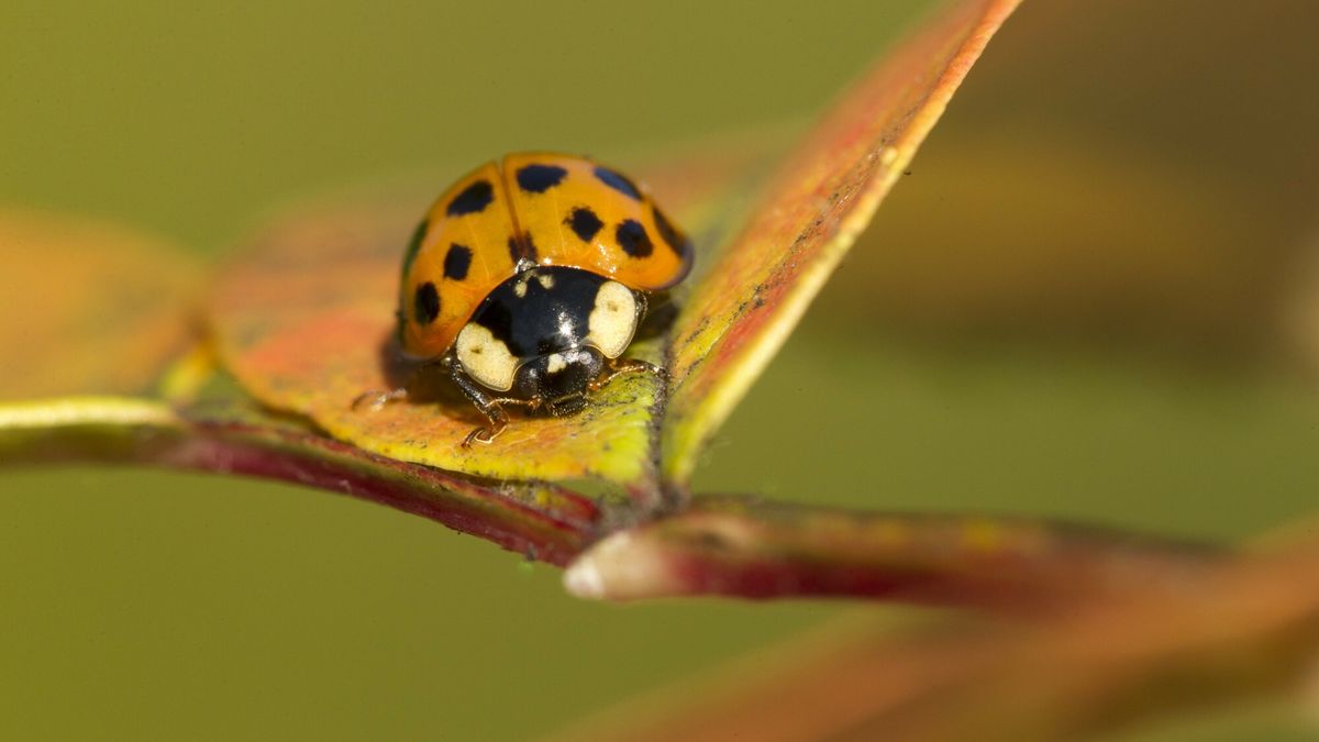 Biedronki azjatyckie gryzą. Mogą być groźne dla zdrowia
