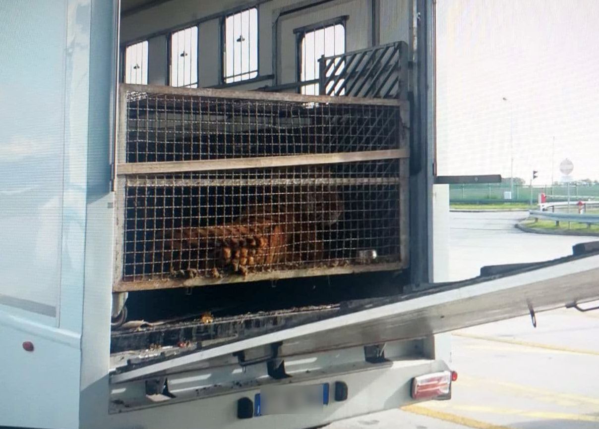 Biała Podlaska: Wyrok w głośnej sprawie. Trzy osoby skazane za fatalny transport tygrysów do Rosji