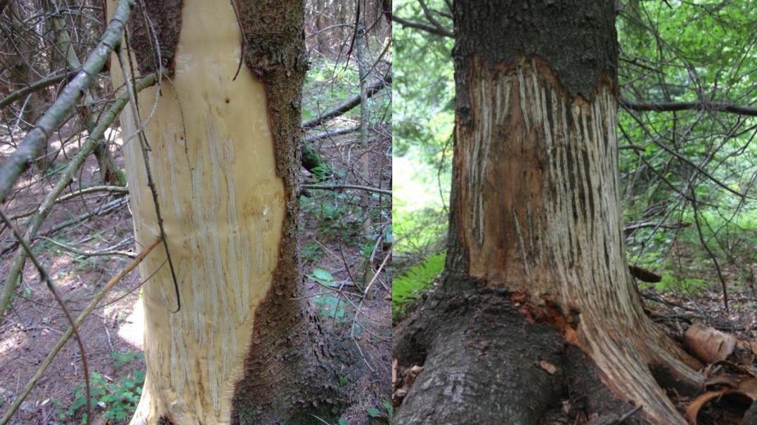 Leśnicy pokazali jak wygląda "niedźwiedzia przysługa"