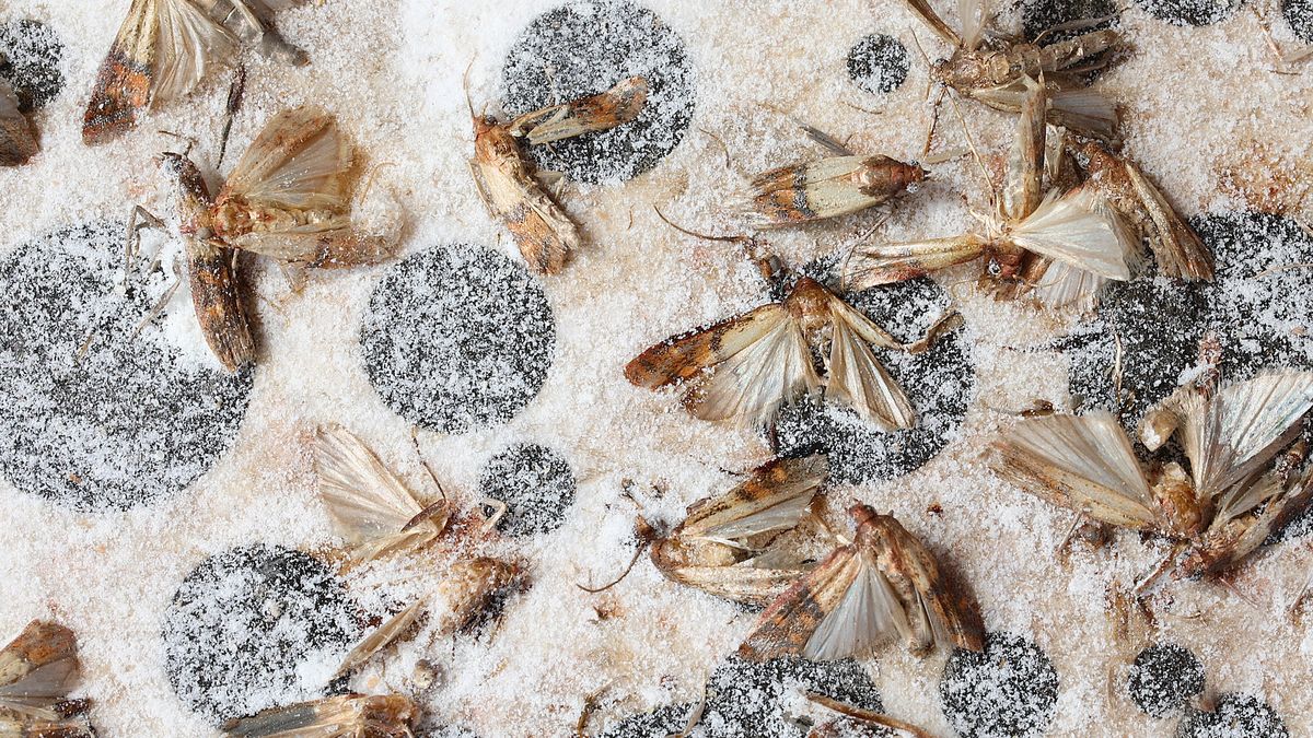 Mole spożywcze potrafią uprzykrzyć życie