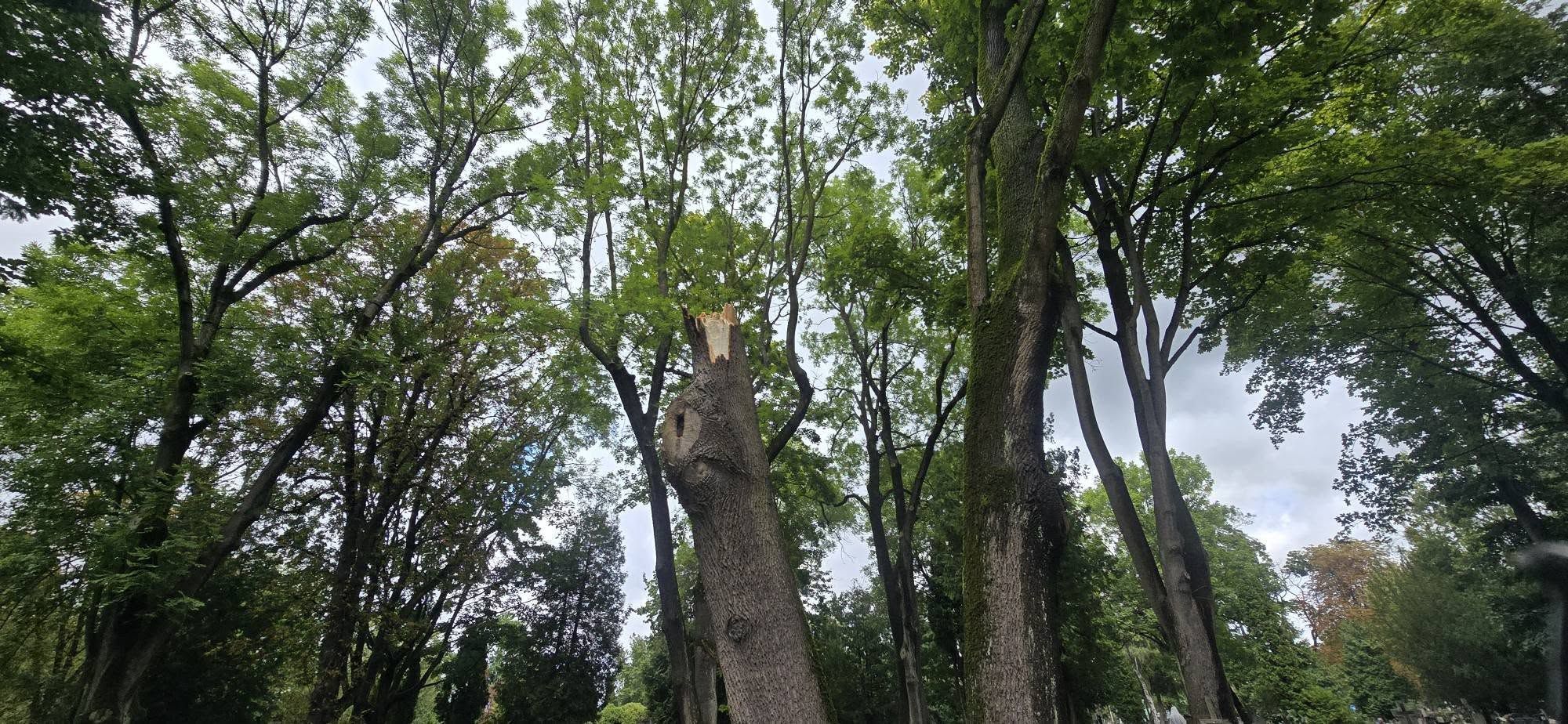 Cmentarz przy ul. Kobylińskiego 