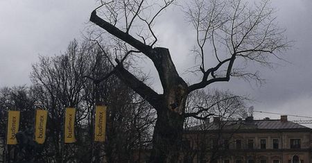 Baobab nie jest już pomnikiem przyrody. Co to oznacza?