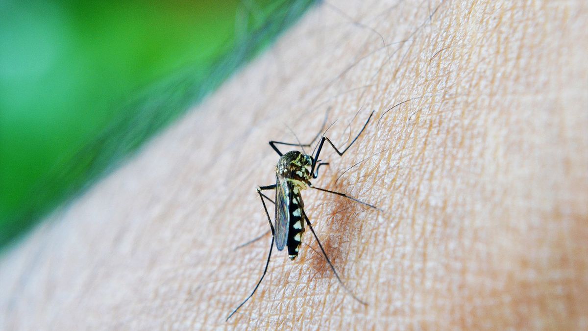 Malaria potwierdzona u komarów występujących na Florydzie 