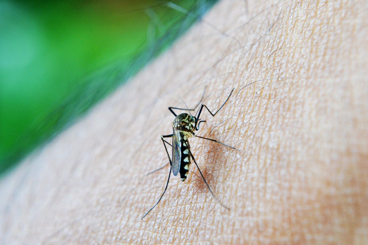 Komary na Florydzie przenoszą malarię. CDC potwierdza obawy