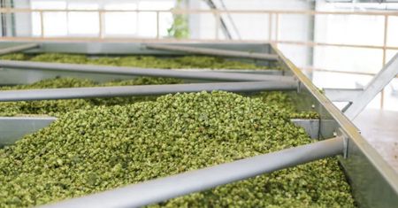 Płacą nawet 1000 euro za kg. Sprawdź, czy nie masz go w ogródku