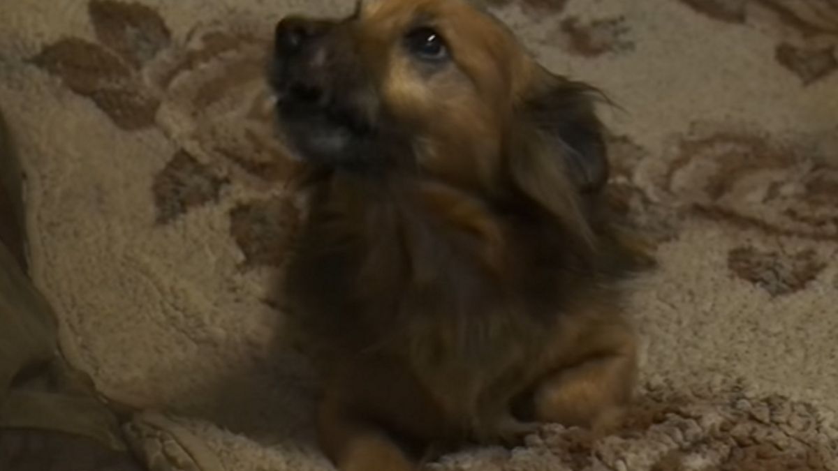 Historia psa podbiła serca internautów
