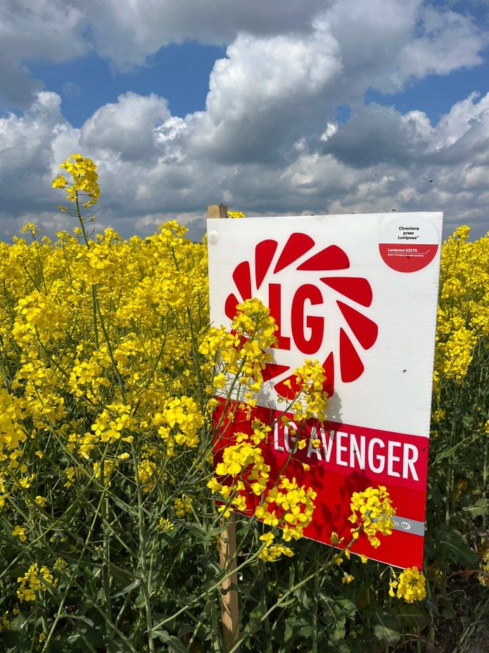 Padł nowy światowy rekord plonu rzepaku w hrabstwie Lincolshire