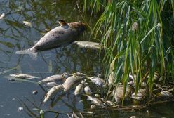 Media o zatruciu Odry. "Mogło zginąć nawet 100 ton ryb"