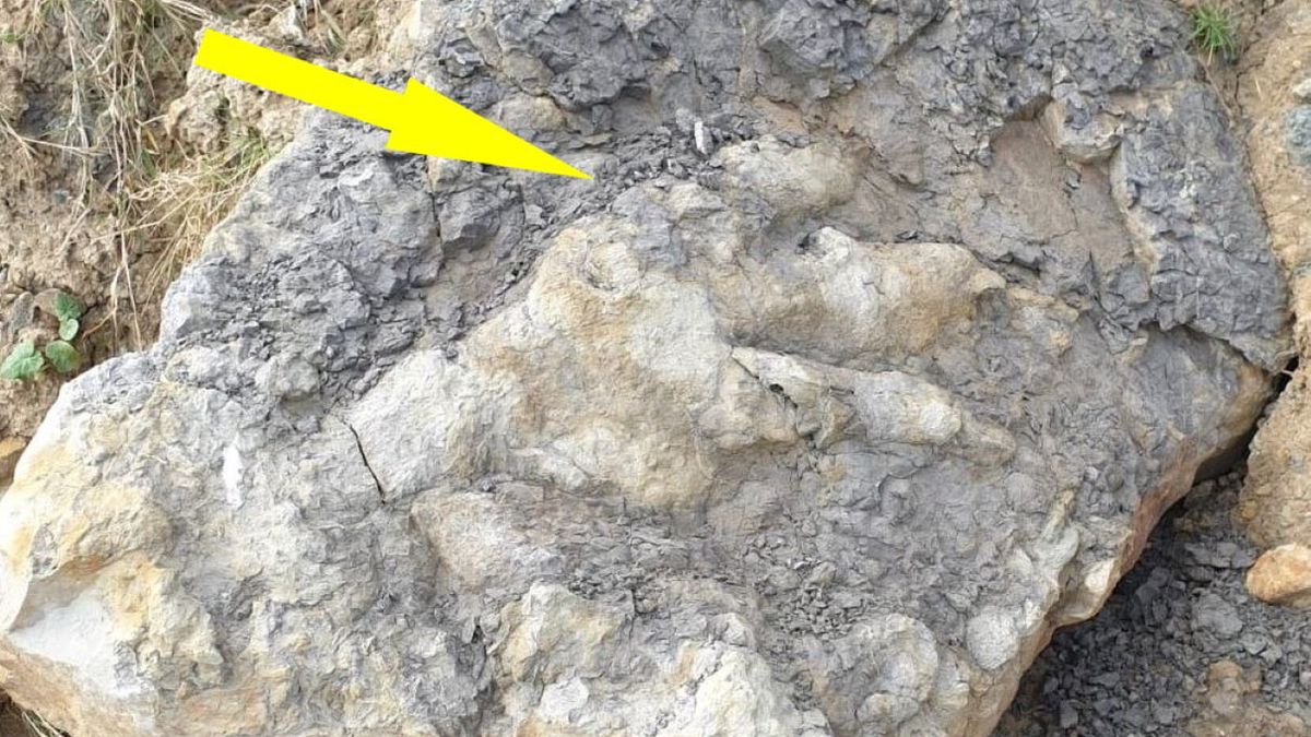Rekordowo duży ślad dinozaura odkryto w Anglii 