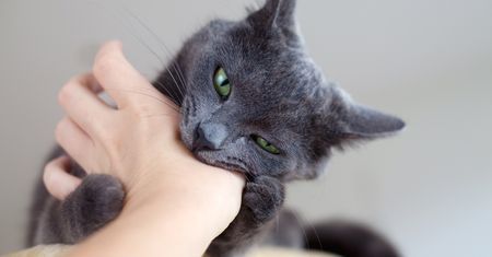 Kot gryzie podczas głaskania? Chce przekazać ważny komunikat