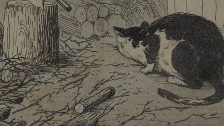 Mały gryzoń doskonale się zamaskował. Czy już go widzisz?