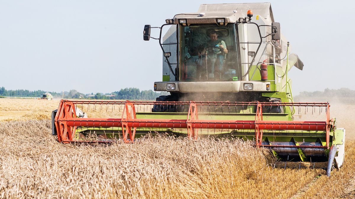 Ceny pszenicy spadły do poziomów sprzed 20 lat