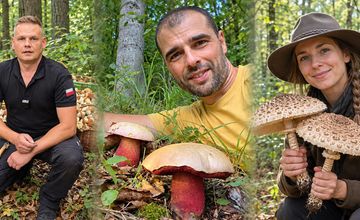 Grzybfluencerzy zbierają miliony wyświetleń. Marki dopiero wchodzą do lasu