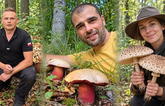 Grzybfluencerzy zbierają miliony wyświetleń. Marki dopiero wchodzą do lasu