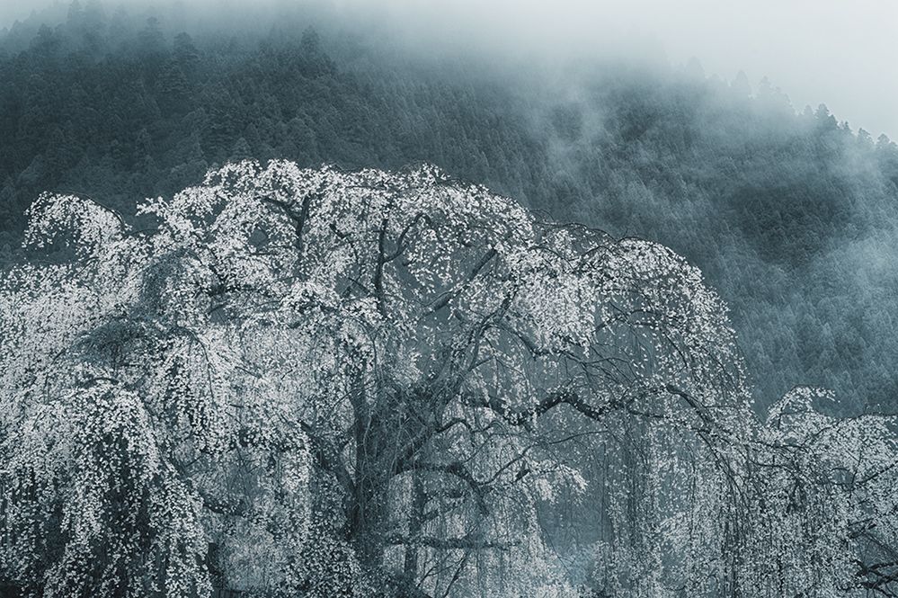 Hiroaki Hasumi przedstawia piękno Japonii w projekcie "Nippon" 8